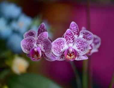 Bulanık arkaplanı olan bir orkide çiçeğinin yakın çekimi