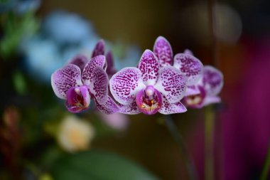 Bulanık arkaplanı olan bir orkide çiçeğinin yakın çekimi