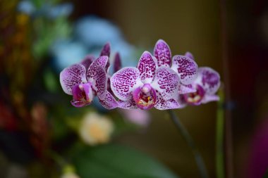 Bulanık arkaplanı olan bir çiçeğin yakın çekimi