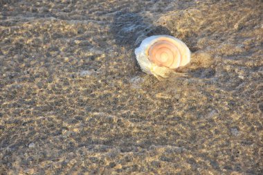 Denizde bir deniz kabuğu