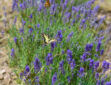 Lavanta çiçeğindeki kelebek