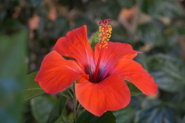 Güzel kırmızı çiçek yaz bahçesindeki amber çiçeğinin