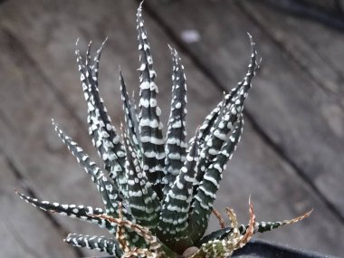 Bahçedeki kaktüs, bitki örtüsü ve bitki örtüsü.