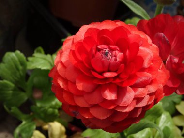 Bahçede yetişen güzel kırmızı ranunculus, flora
