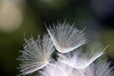 Karahindiba tohumları yakın plan. Güzel botanik fotoğrafı, doğal duvar kağıdı..