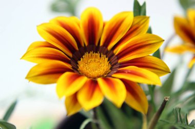 Bahçedeki renkli çiçeğin yakın plan çekimi..