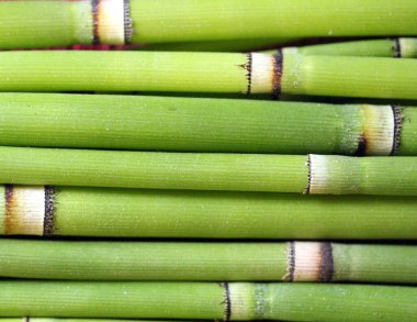 Bambu gövdesinin doğal arkaplan parçalarının görüntüsünü kapat.