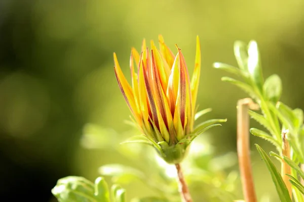 Close-up shot of gentle flower in the garden in the early morning, beautiful botanical shot, natural wallpaper.