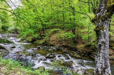 Norveç 'te güzel bir orman görüntüsü.