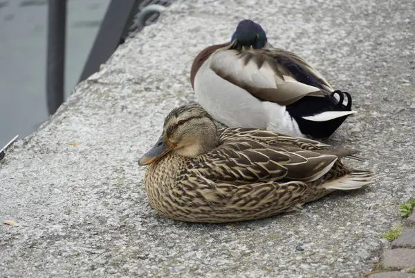 a pair of ducks on the ground in the water