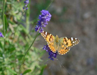 Güzel kelebeğe yakın çiçekler, yaz konsepti