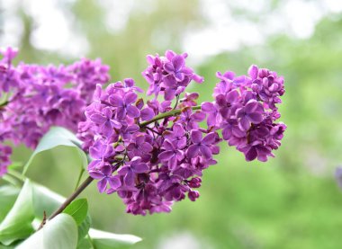 İlkbaharda leylak çiçekleri, yakın görüş