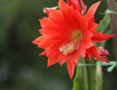 Kırmızı çiçekli kırmızı kaktüs