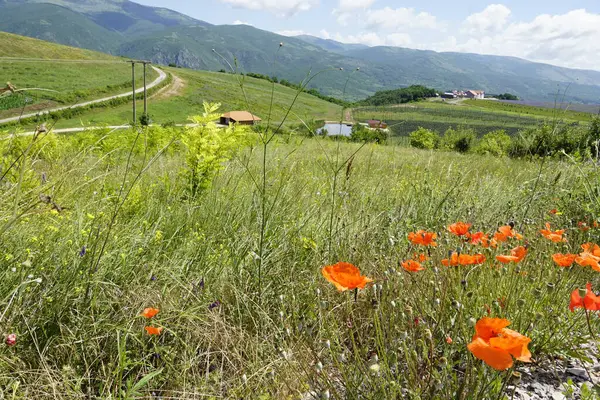Bahçedeki güzel çiçekler