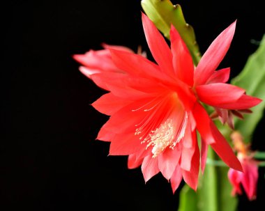 Kaktüsün yeşil yapraklı kırmızı çiçeği