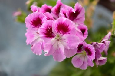 Bahçedeki güzel pembe çiçekler