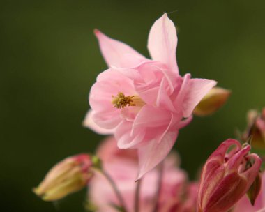 Bahçede yetişen güzel pembe çiçekler.