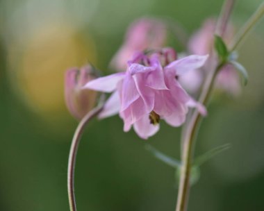 Bahçedeki güzel çiçekler