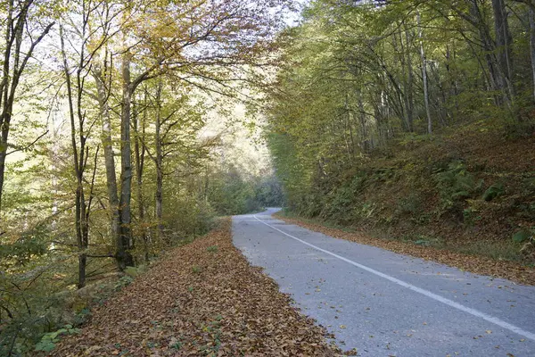 Détail Automnal Une Route Travers Forêt Avec Beaucoup Feuilles Tombées Images De Stock Libres De Droits