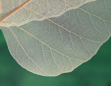 Yeşil yaprak dokusunu kapat