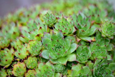 Sempervivum, taze sulu, güzel botanik fotoğrafı, doğal duvar kağıdı.