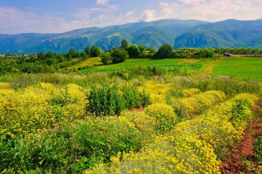 Aromatik çiçeklerle dolu güzel bir manzara. 