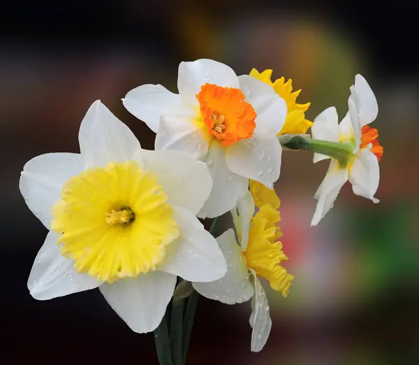 Belles Fleurs Fraîches Printemps Dans Jardin Gros Plan Photos De Stock Libres De Droits