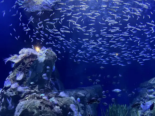 Piękny Widok Morze Akwarium Zdjęcie Stockowe