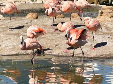 Arka planda pembe flamingolar