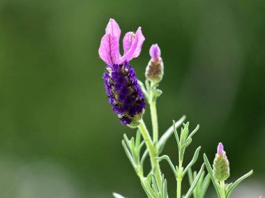 Bahçedeki güzel pembe çiçek - izole