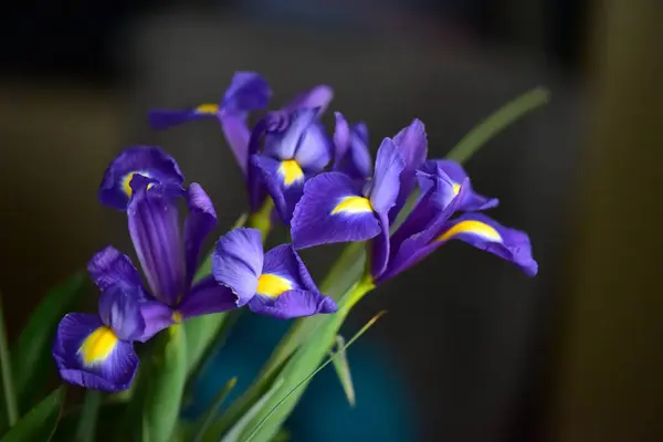 Purple Iris Flowers Bloom — Stock Photo, Image