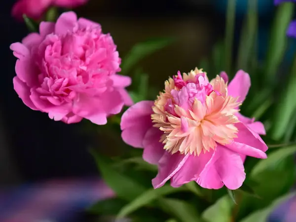 Indah Mekar Bunga Merah Muda Terisolasi Taman Stok Foto