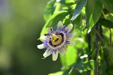Bahçede güzel bir tutku çiçeği