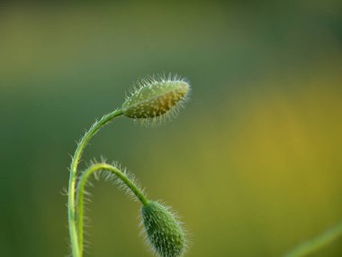 Güneşli yaz gününde bahçede büyüyen güzel bir çiçek.