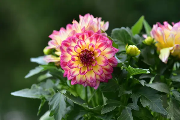 Beautiful Pink Dahlia Flower Garden Closeup Obraz Stockowy