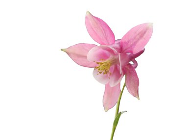 Beyaz bir arka plan üzerinde izole pembe lily