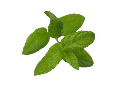 Beyaz arkaplanda izole edilmiş nane yaprağı