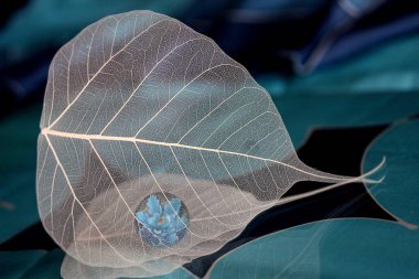 Güzel botanik çekimi, doğal duvar kağıdı, kuru yaprak iskeleti.