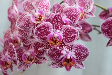 Beyaz arkaplanda mor orkide