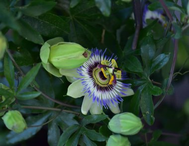 Güzel botanik çekimi, doğal duvar kağıdı, güzel tutku çiçeğinin yakın görüntüsü.