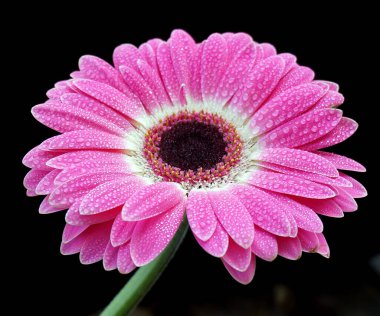 Karanlık arka planda güzel Gerbera çiçeği, yaz konsepti, yakın görüş