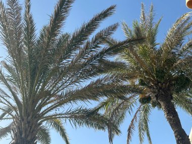 Palmiye ağaçları ve kumsaldaki mavi gökyüzü manzarası