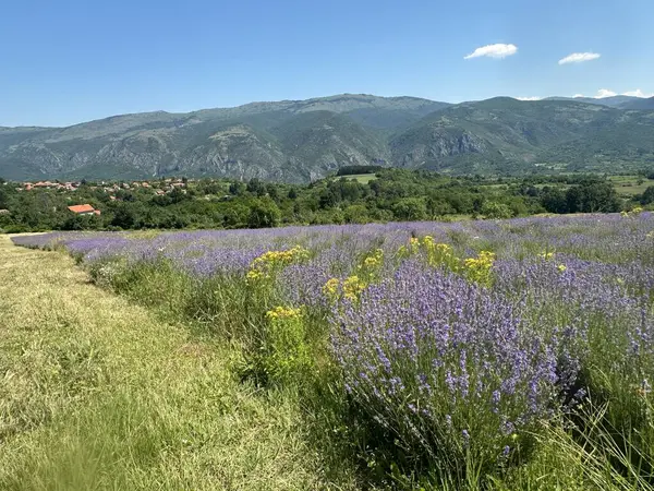 Kırsal kesimde hoş kokulu lavanta tarlası
