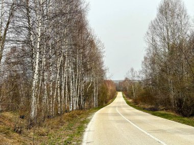 Beyaz huş ağaçlarıyla dolu bir ormanda uzun bir yol.