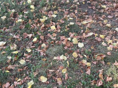 Sonbahar yaprakları, sonbahar bitkileri