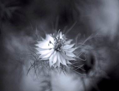 Güzel botanik fotoğrafı, doğal duvar kağıdı.