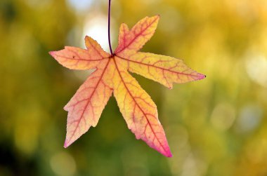 Kırmızı sonbahar yaprak dalı