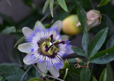 Bahçedeki tutku çiçekleri