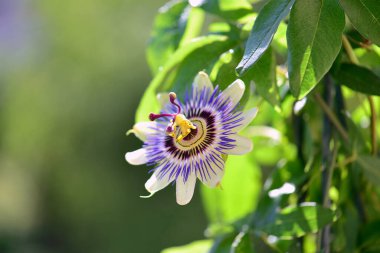 Kapalı güzel çiçeklerin açtığı manzara