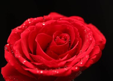 Siyah arkaplanda kırmızı gül